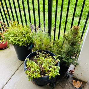 Lot #324- (6) Potted Plants 