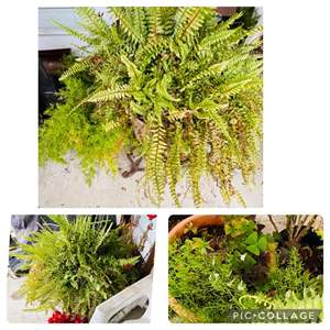 Lot #330- (4) Potted Plants